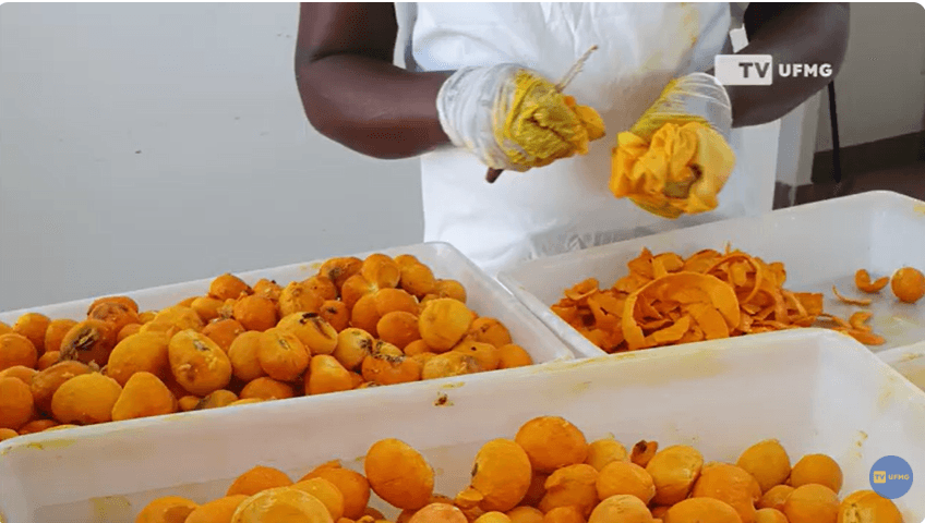 Agroindústria de pequi liderada por mulheres quilombolas é tema de reportagem da TV UFMG